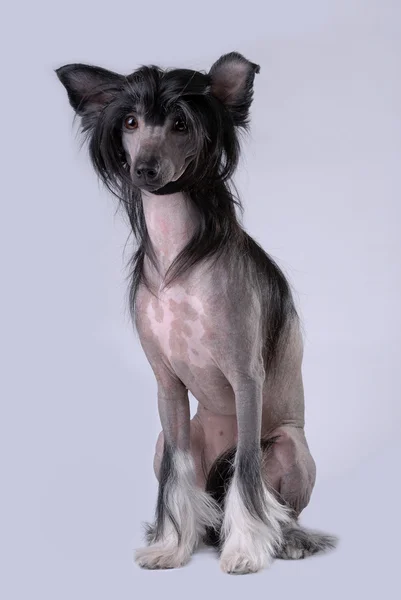 Svart kinesiska crested dog — Stockfoto