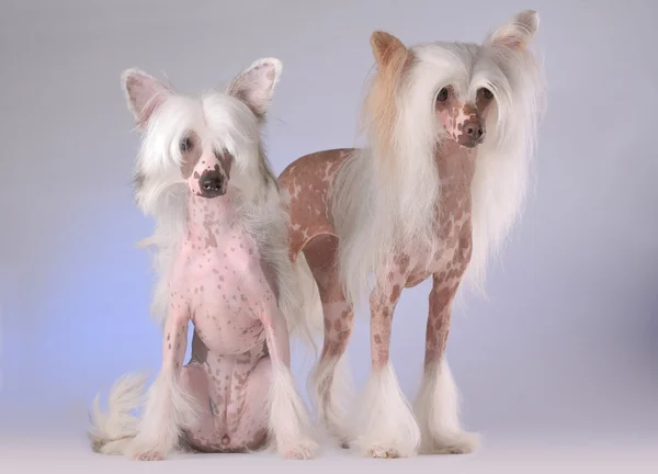 Portrait of two Chinese Crested Dogs — Stock Photo, Image