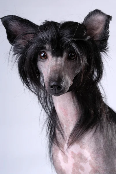 Czarny Chiński grzywacz pies — Zdjęcie stockowe