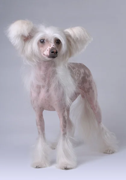 Witte chinese crested dog — Stockfoto