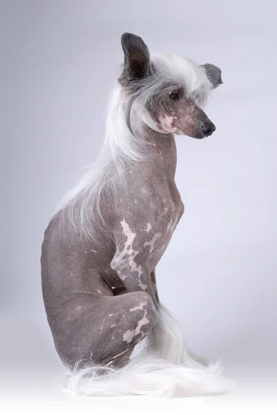 Witte chinese crested dog — Stok fotoğraf