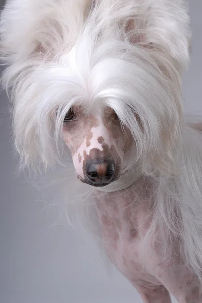 Bílý čínský chocholatý pes — Stock fotografie