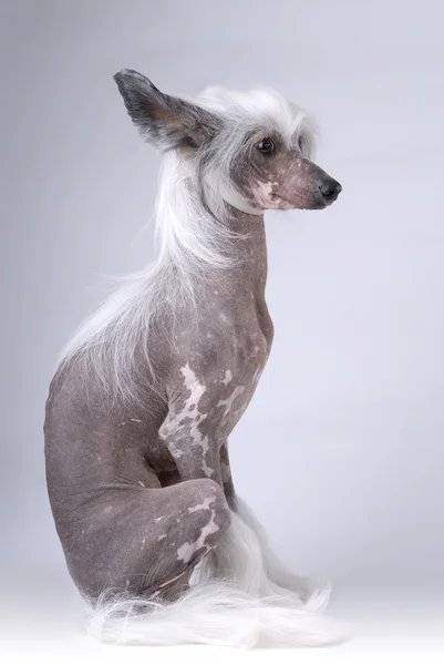 Cão crista chinês branco — Fotografia de Stock
