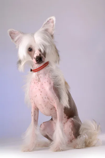 Portret Chiński grzywacz pies — Zdjęcie stockowe