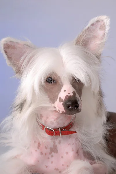 中国語の紋付き犬の肖像画 — ストック写真