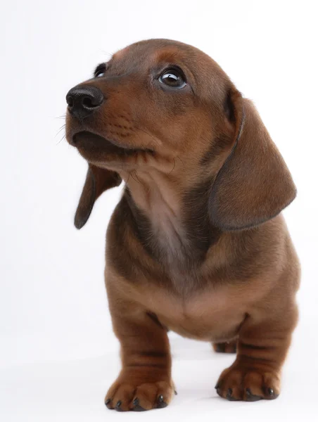 Düz saçlı dachshund — Stok fotoğraf