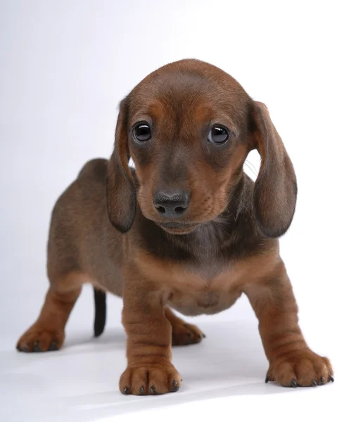 Cachorro de pelo liso Dachshund preguntándose — Foto de Stock