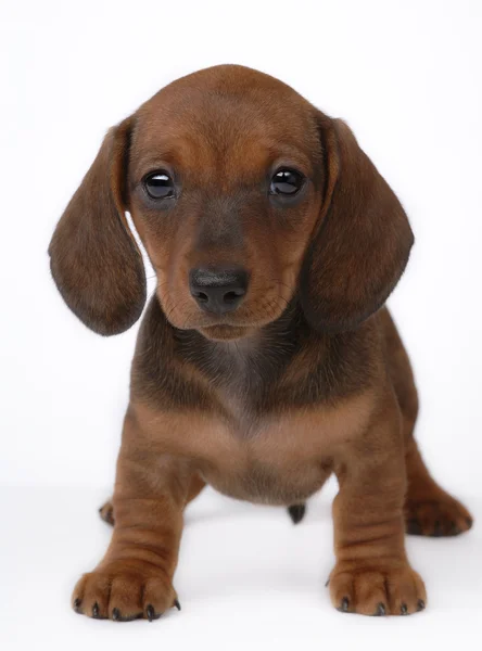 Smooth-haired Dachshund puppy — Stock Photo, Image