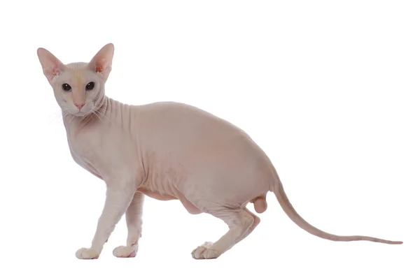 Петерболд Кішки орієнтальні Shorthairl — стокове фото