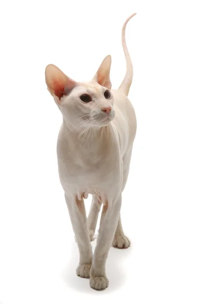 Cat Peterbald, orientalne shorthairl — Zdjęcie stockowe