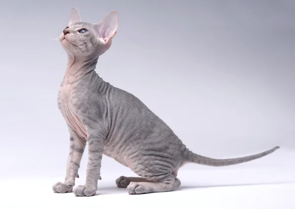 Cinza Peterbald gato, Oriental Shorthair — Fotografia de Stock