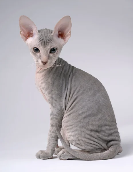 Cinza Peterbald gato, Oriental Shorthair — Fotografia de Stock