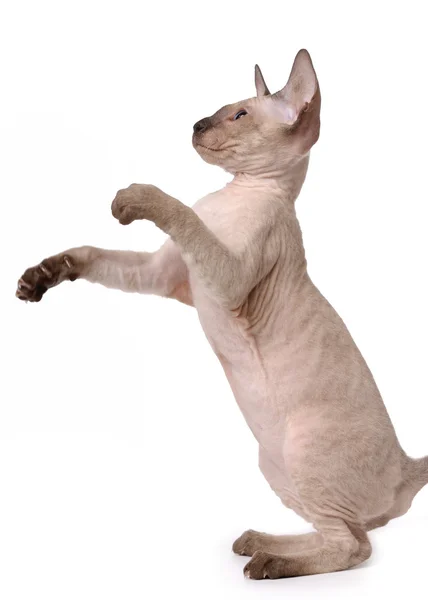 Marrón Peterbald gato, oriental taquigrafía de pie en su espalda pata —  Fotos de Stock