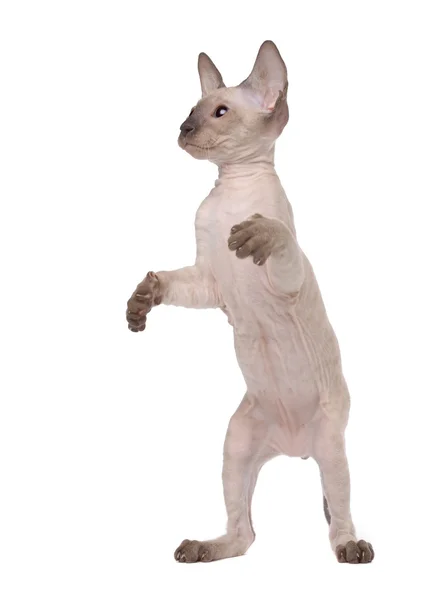 Bruin peterbald kat, Oosterse korthaar staande op zijn rug paw — Stockfoto