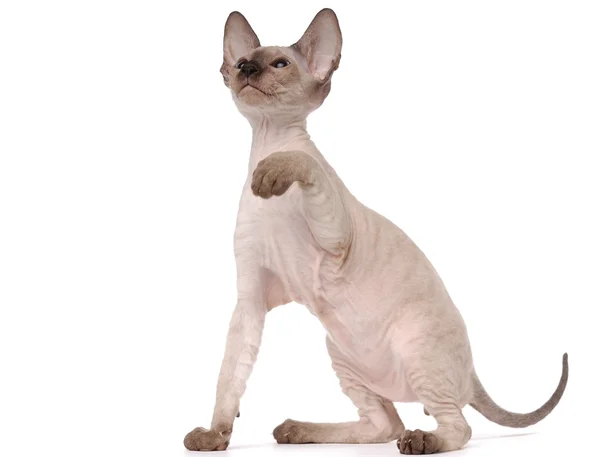 Brown Peterbald gato, Oriental Shorthair levantando a pata — Fotografia de Stock