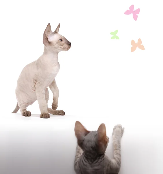 Пара Петерболд кішки сіамські полювання на пофарбовані бу — стокове фото