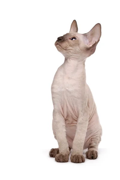 Brun peterbald katt, orientalisk Stenografien — Stockfoto