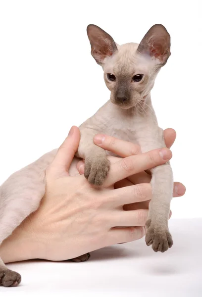 Bruin peterbald kat, Oosterse korthaar op handen — Stockfoto