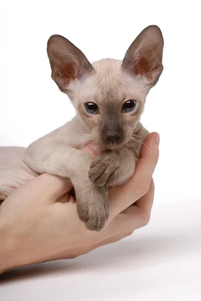 Brown Peterbald gato, Oriental Shorthair a mãos — Fotografia de Stock
