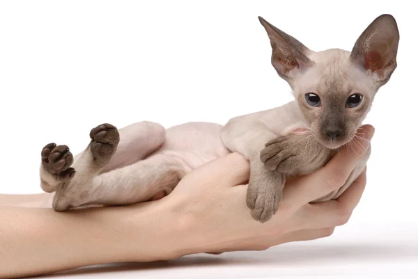 Braune Peterbald-Katze, orientalische Kurzhaar an den Händen — Stockfoto