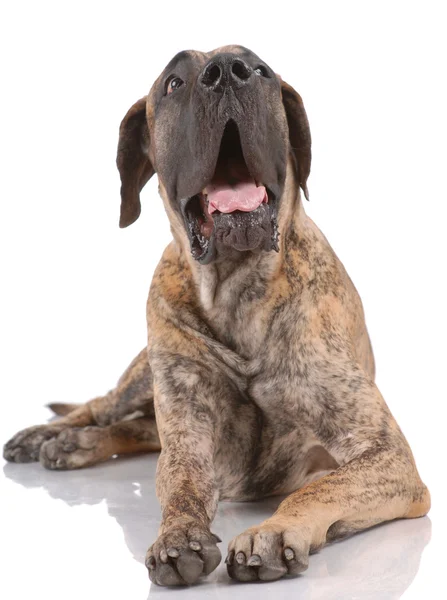 German mastiff — Stock Photo, Image
