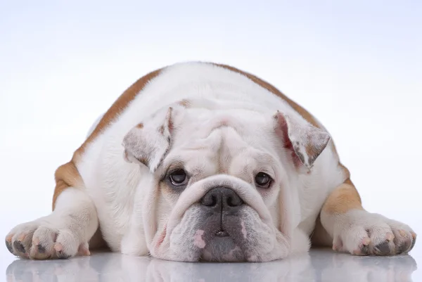 Smooth-haired engelska bulldog — Stockfoto