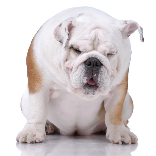 Smooth-haired English Bulldog dozing — Stock Photo, Image