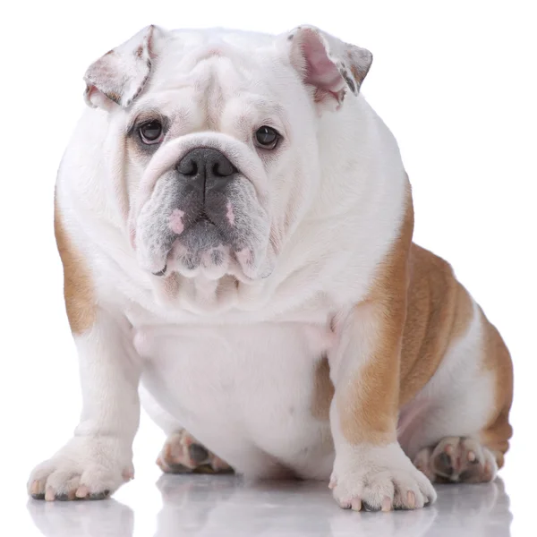 Bulldog inglés de pelo liso —  Fotos de Stock