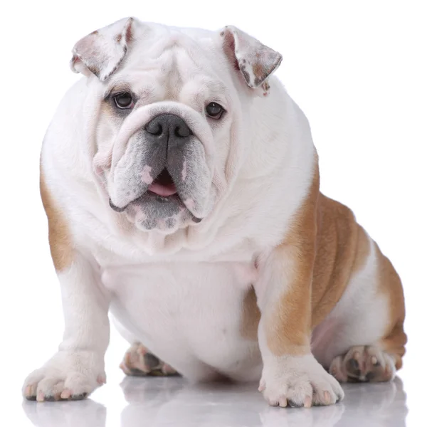Smooth-haired English Bulldog — Stock Photo, Image