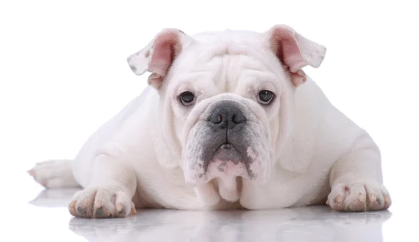 Smooth-haired engelska bulldog — Stockfoto