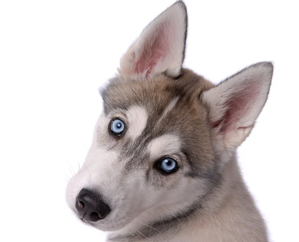 Puppy hond Siberische husky — Stockfoto