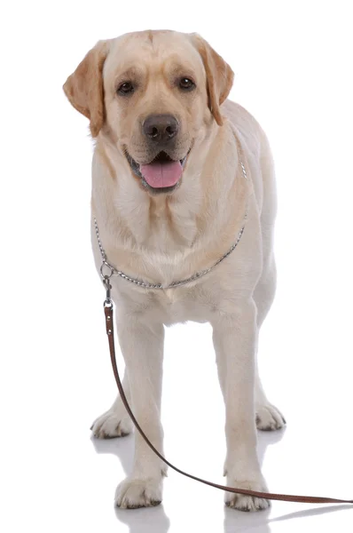 拉布拉多猎犬的肖像 — 图库照片