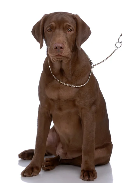 拉布拉多猎犬的肖像 — 图库照片