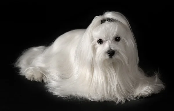Porträtt av maltesiska dog — Stockfoto