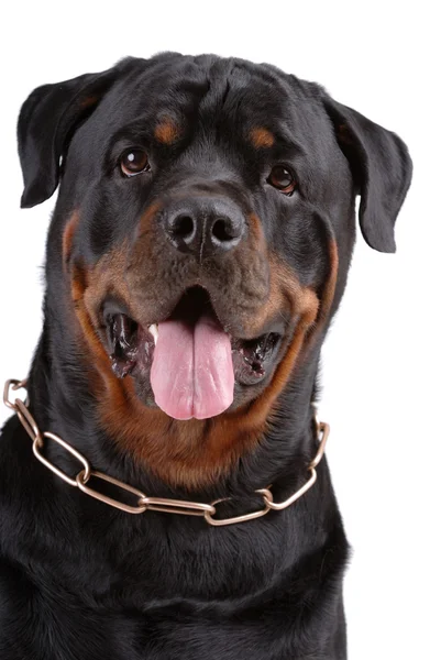 Rottweiler köpek — Stok fotoğraf