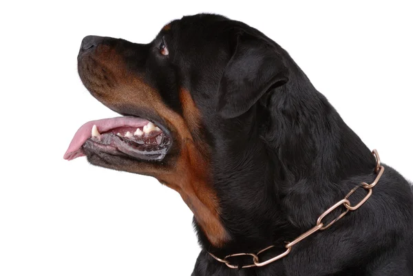 Rottweiler köpek — Stok fotoğraf