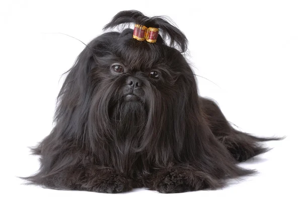 Retrato de perro Shih Tzu — Foto de Stock