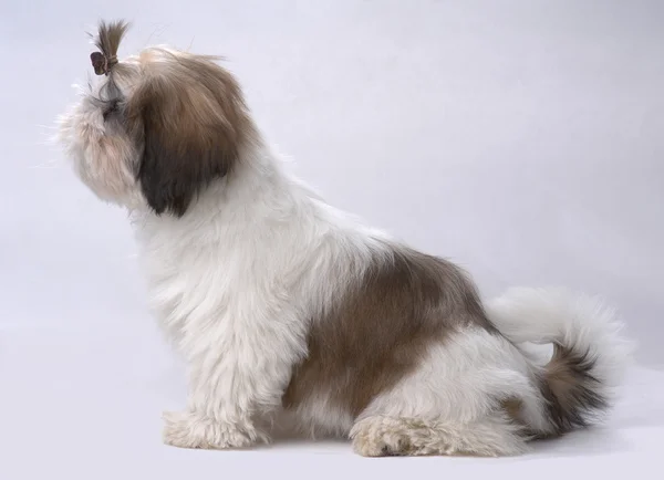 Retrato de perro cachorro Shih Tzu — Foto de Stock