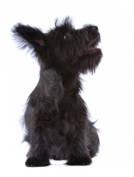 Skye terrier puppy isolated — Stock Photo, Image