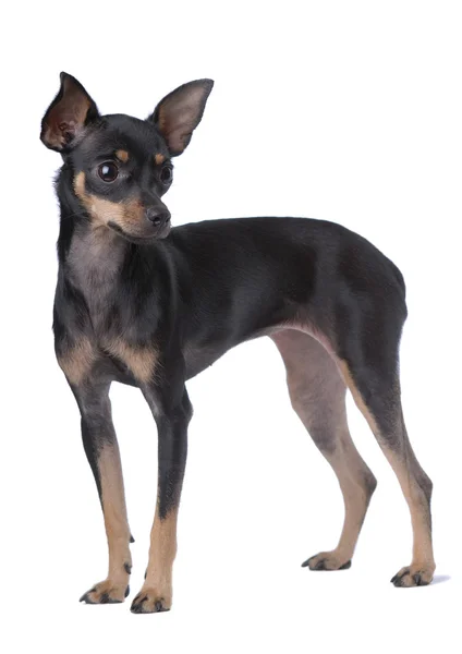 Toy terrier — Stockfoto