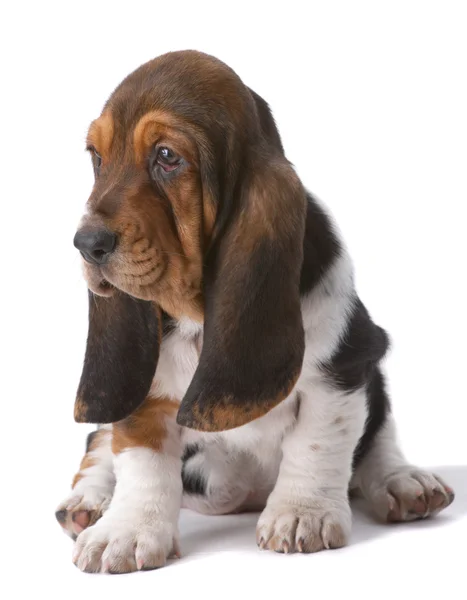 Retrato de cachorro basset-haund — Fotografia de Stock