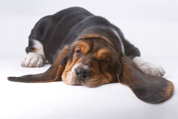Portrait ofsnoozing basset-haund puppy