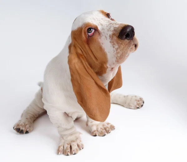 Портрет щенка-бассета — стоковое фото