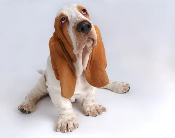 Retrato do triste cãozinho basset-haund — Fotografia de Stock