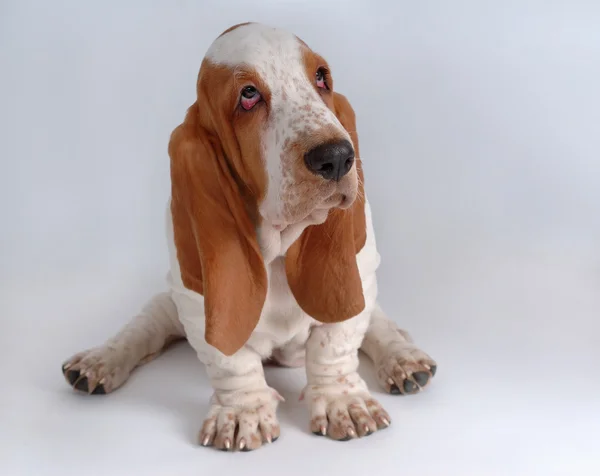 Retrato de cachorro basset-haund — Fotografia de Stock