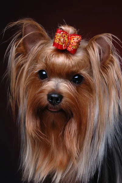 Retrato de yorkshire terrier — Foto de Stock