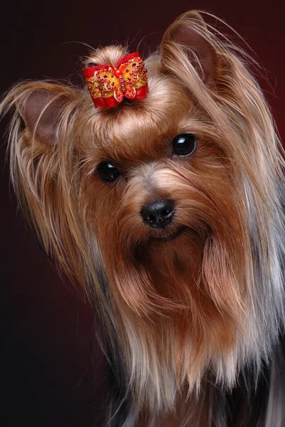 Portrait of yorkshire terrier — Stock Photo, Image