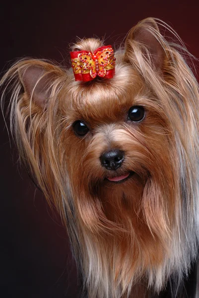 Retrato de yorkshire terrier — Fotografia de Stock