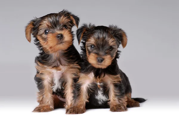 Portrait of two puppies of yorkshire terrier — Stock Photo, Image