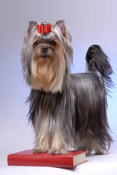 Portrait of yorkshire terrier standing on red book — Stockfoto
